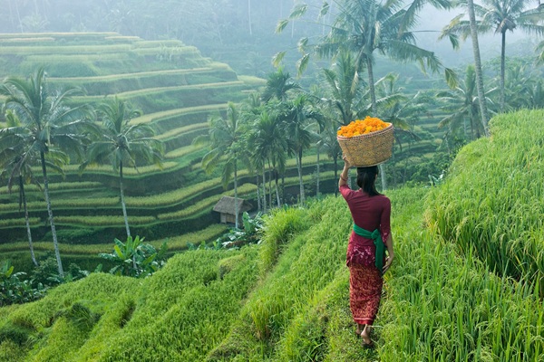 Attractions of Bali & Indonesia